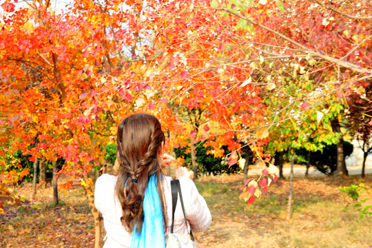 秋天树林观景