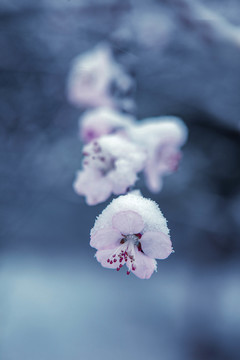 桃花雪