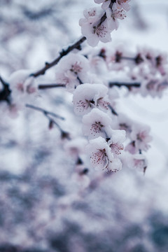 桃花雪