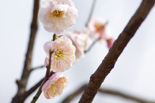 一枝梅花