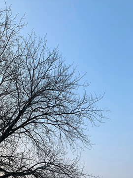 蓝天与枯枝