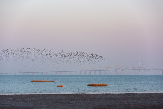 青岛海上的鸟群