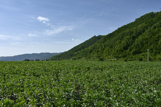 乡村风光