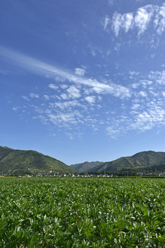 乡村田园风光