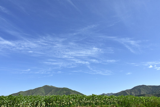 乡村田园风光