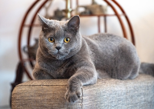 宠物猫