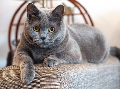 宠物猫