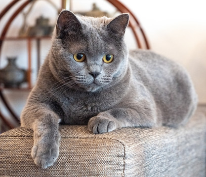 宠物猫