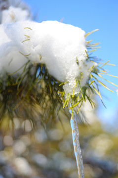 白雪压青松