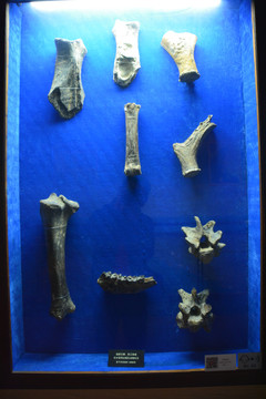 古代动物骨骼