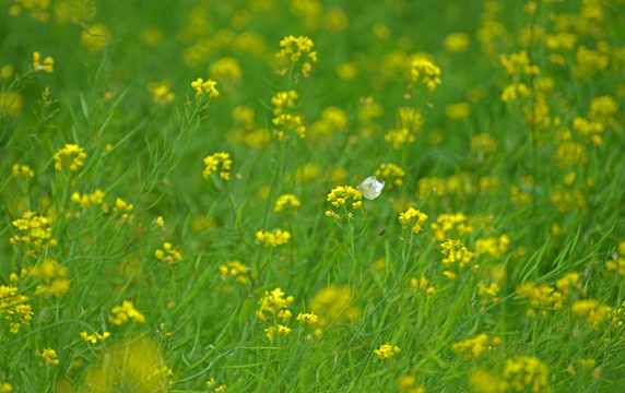 油菜花