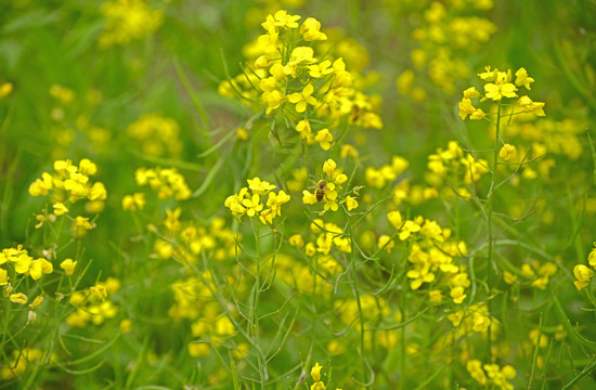 油菜花