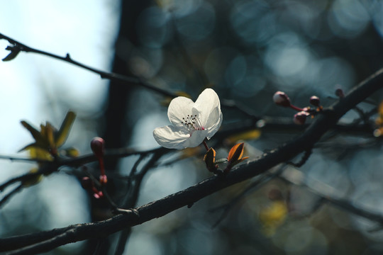 李花