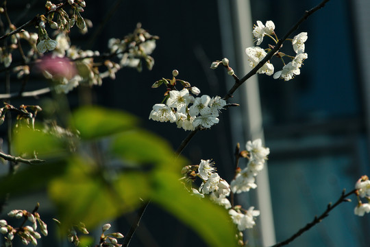 樱花