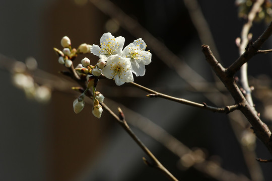 樱花