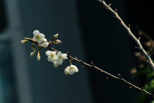 樱花