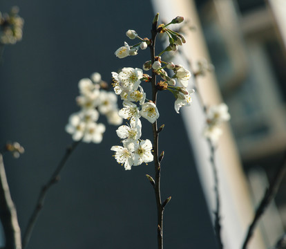 樱花