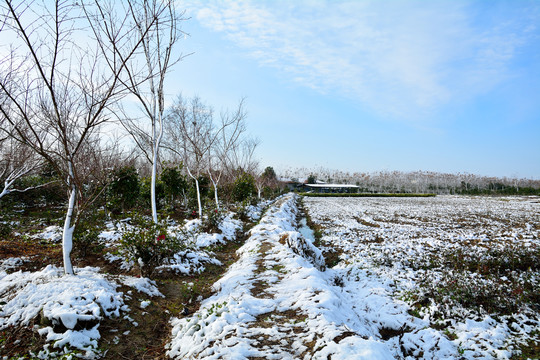 大雪覆盖田野小路
