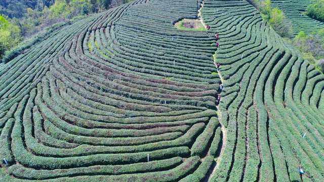 龙王垭茶场航拍茶树