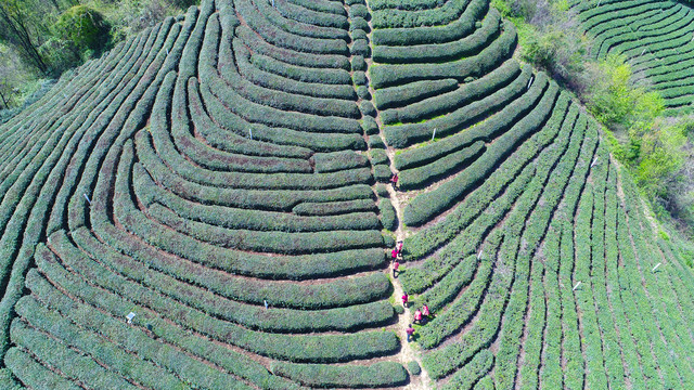 龙王垭茶场航拍采茶