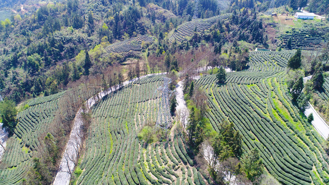 龙王垭茶场航拍高山