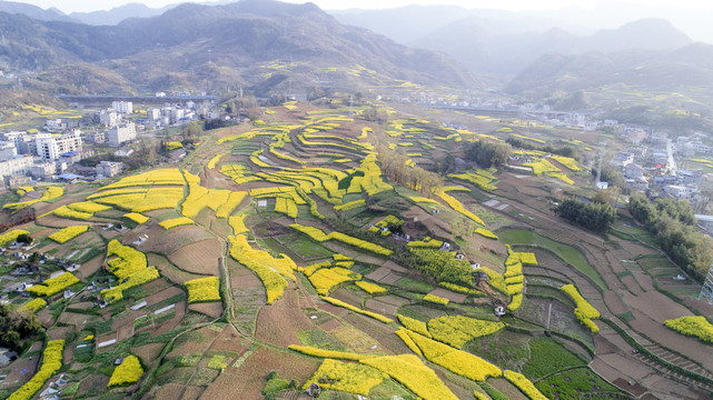 中峰航拍油菜美景