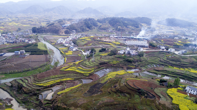 中峰航拍油菜地