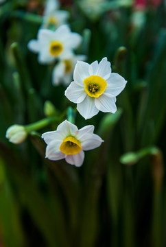 水仙花