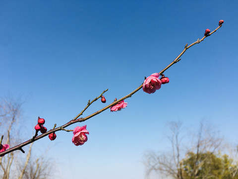 春天的梅花