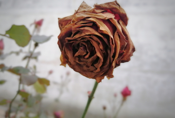 干枯的玫瑰花