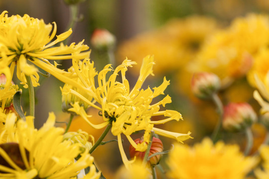美丽的黄色菊花