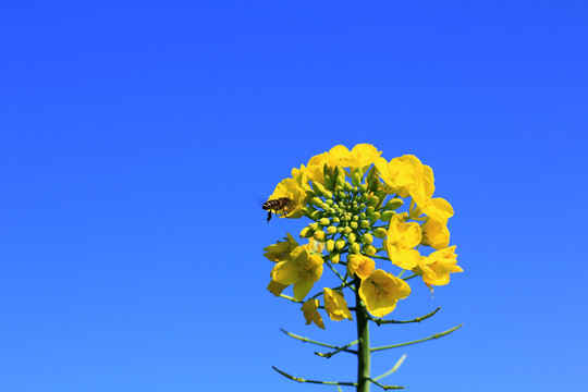 油菜花