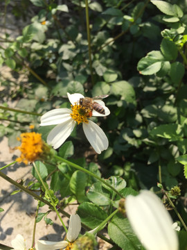 蜜蜂采花蜜