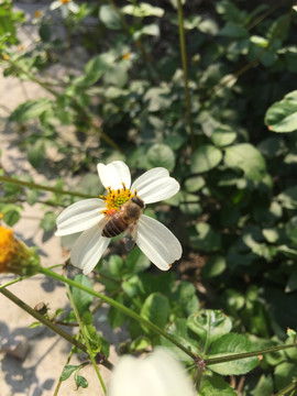 蜜蜂采花蜜