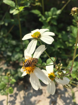 蜜蜂采花蜜