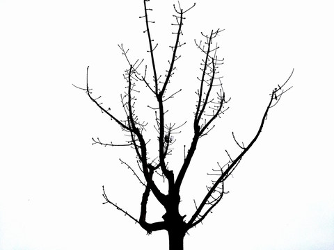 枯树枝
