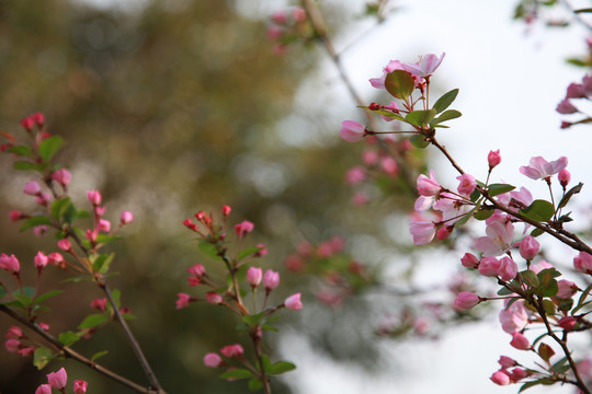 4月海棠花