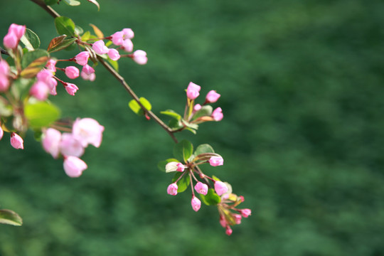 4月海棠花