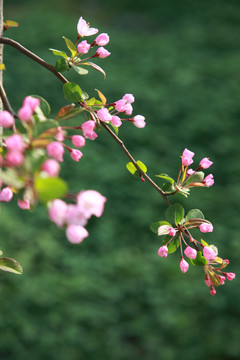 4月海棠花