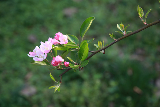 4月海棠花