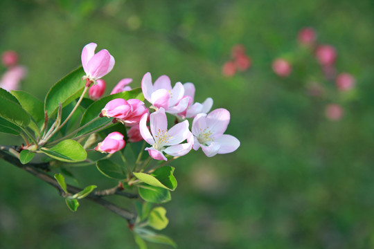 4月海棠花