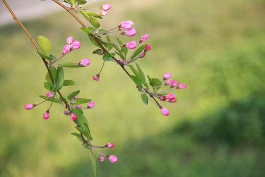 4月海棠花
