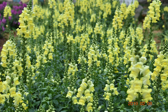 黄色金鱼草花