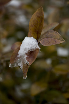 叶子上融化的雪