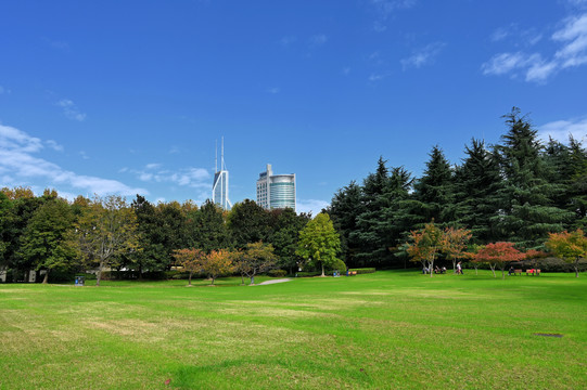 城市公园草地树木