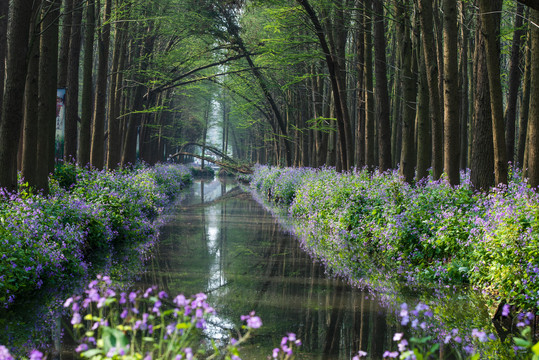 水杉林河道