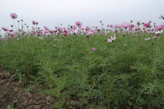 格桑花