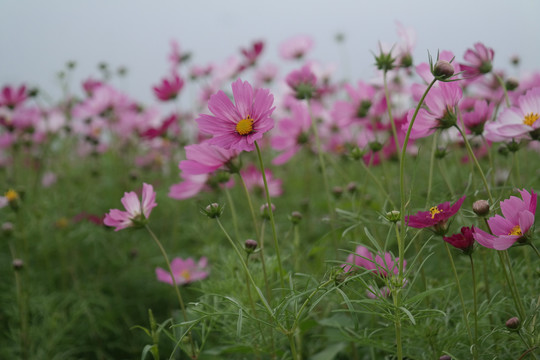 格桑花