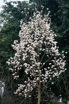 玉兰花树