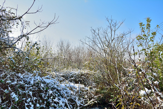 大雪覆盖灌木丛